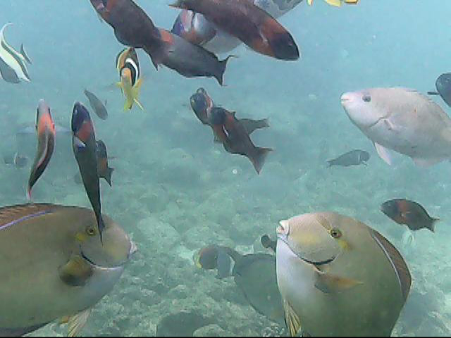 Day 18 snorkeling-